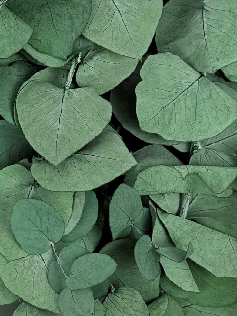 Eucalyptus Stuartiana, Preserved, Green, 150g