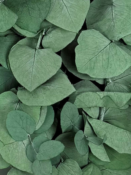 Eucalyptus Stuartiana, Preserved, Green, 150g