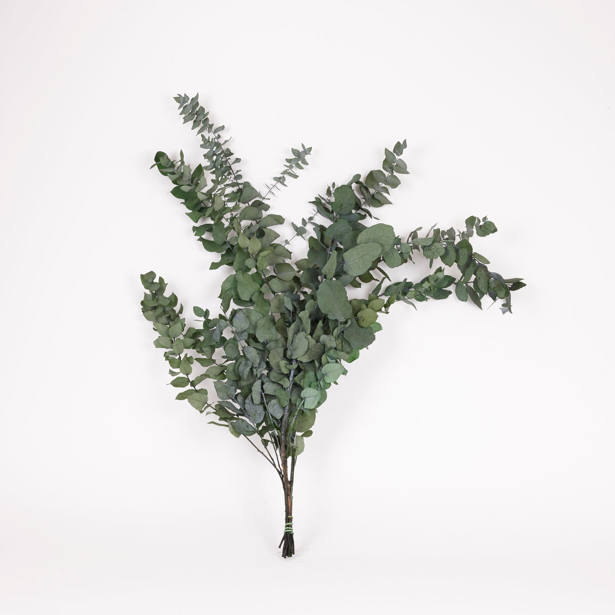 Eucalyptus Stuartiana, Preserved, Green, 150g