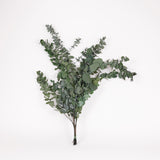 Eucalyptus Stuartiana, Preserved, Green, 150g