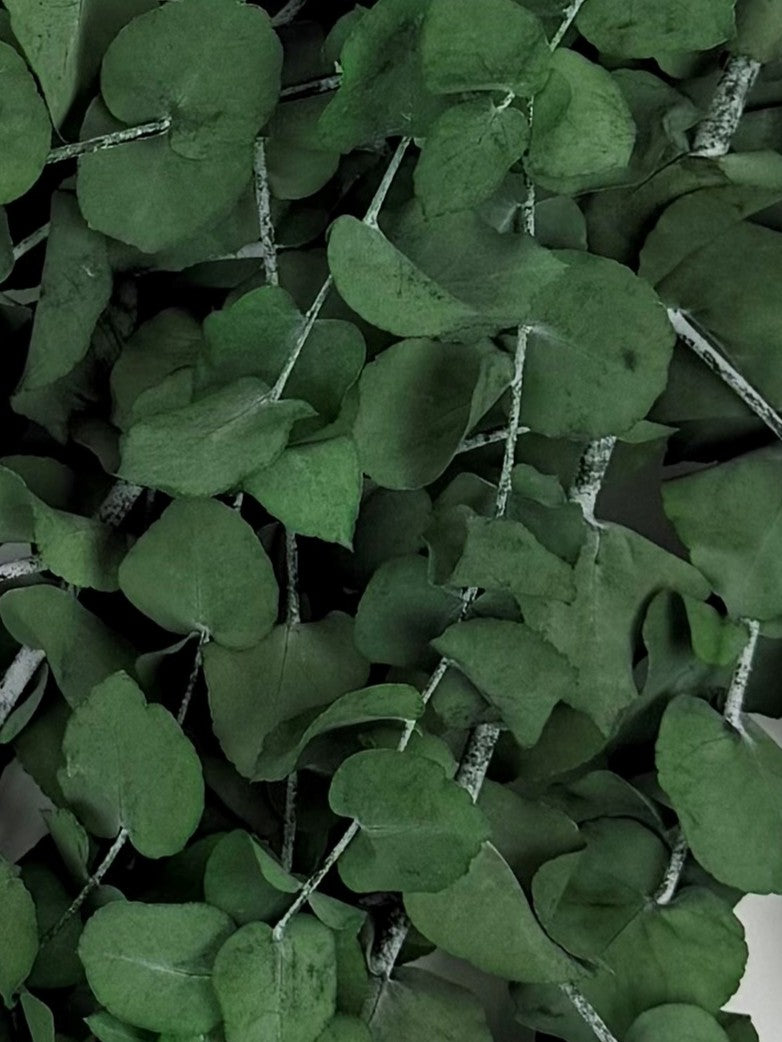 Eucalyptus Stuartiana, Preserved, Green, 150g