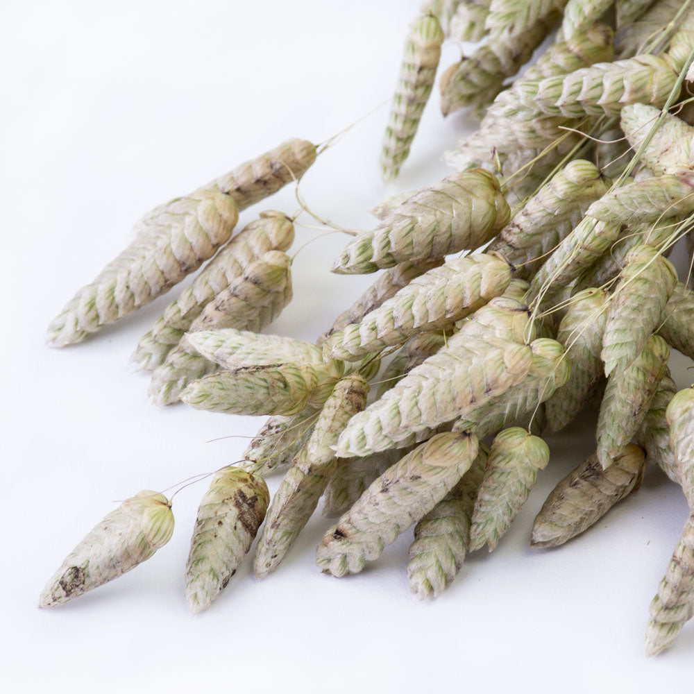 a bunch of naturally coloured, green briza grass against a white background