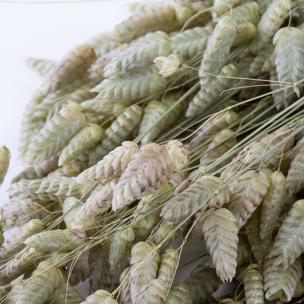 a bunch of naturally coloured, green briza grass against a white background