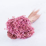Marcela Flower, Pink Misty
