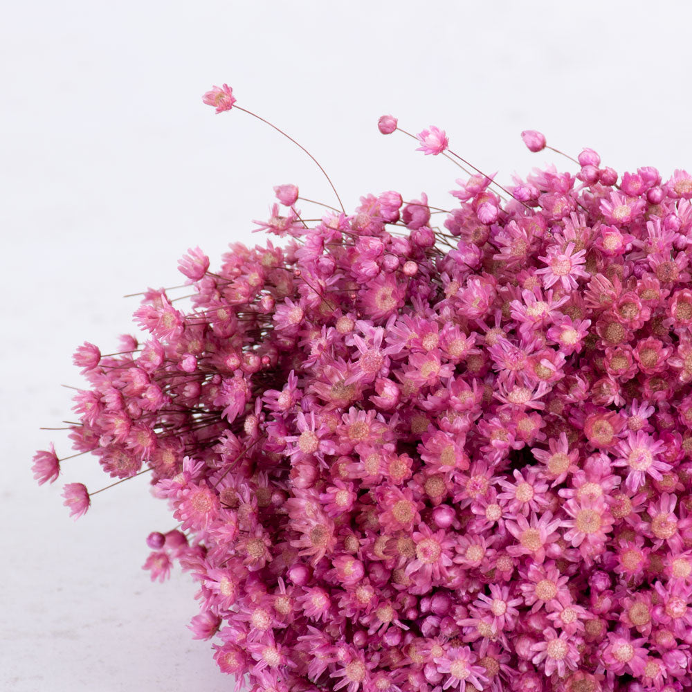 Marcela Flower, Pink