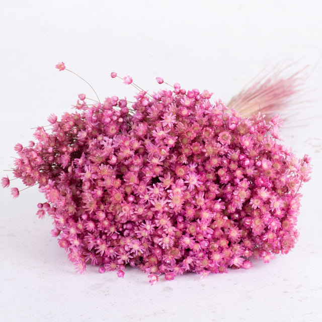 Marcela Flower, Pink