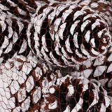 Maritima Cones, Natural with White Painted Tips, Net x 12 Cones