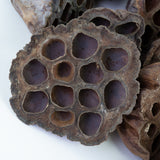 This image shows a lotus seed head on a white background