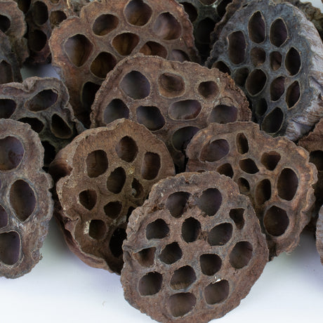 This image shows lotus seed heads on a white background