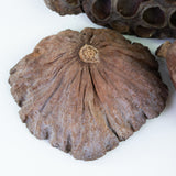 This image shows a lotus seed head on a white background