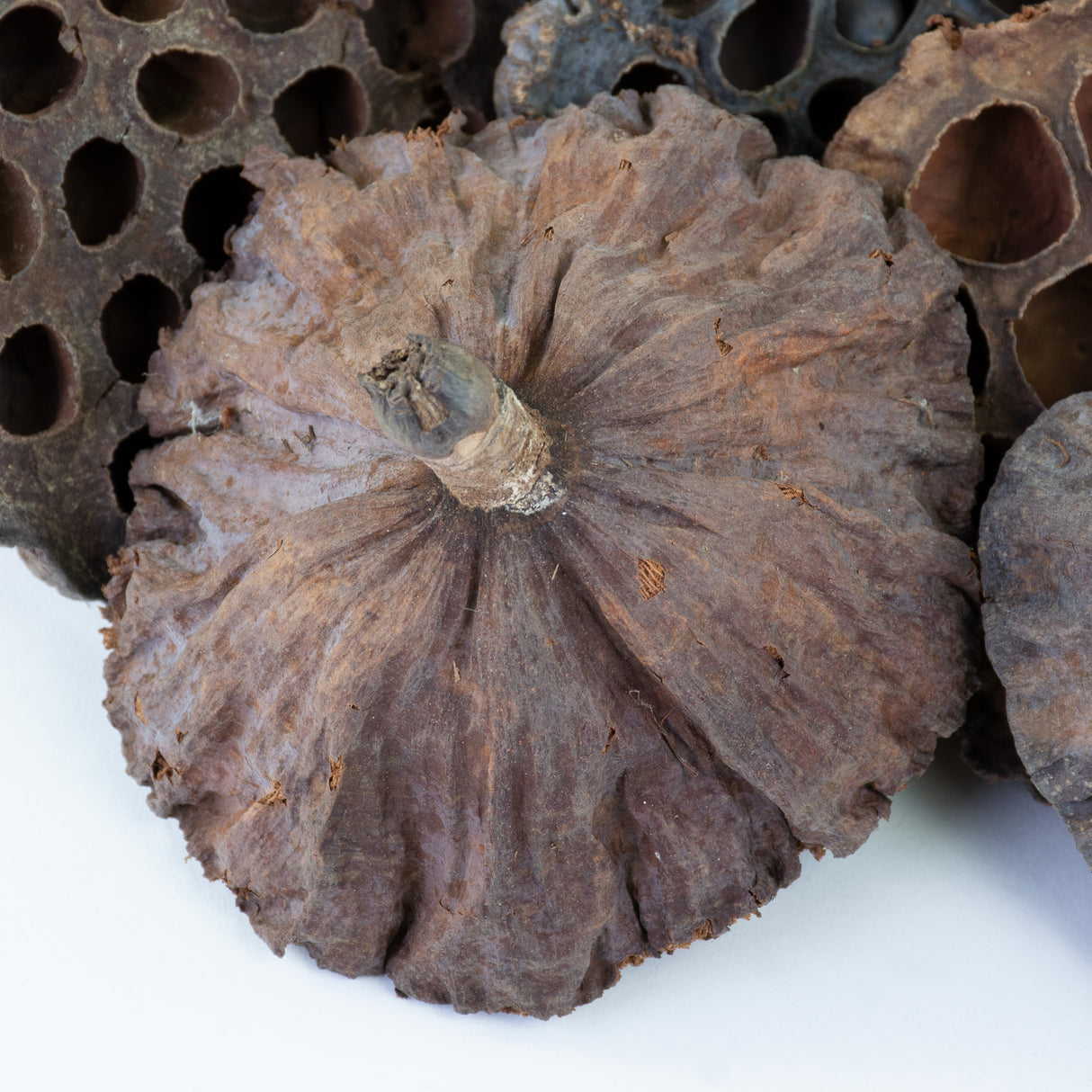 This image shows a lotus seed head on a white background