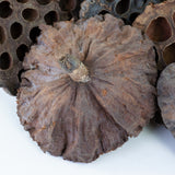 This image shows a lotus seed head on a white background