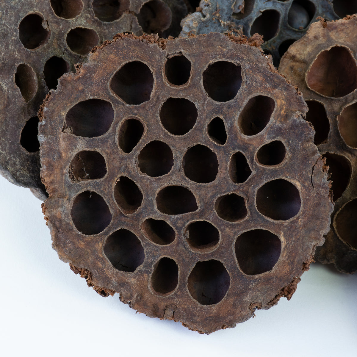 This image shows a lotus seed head on a white background