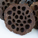 This image shows a lotus seed head on a white background