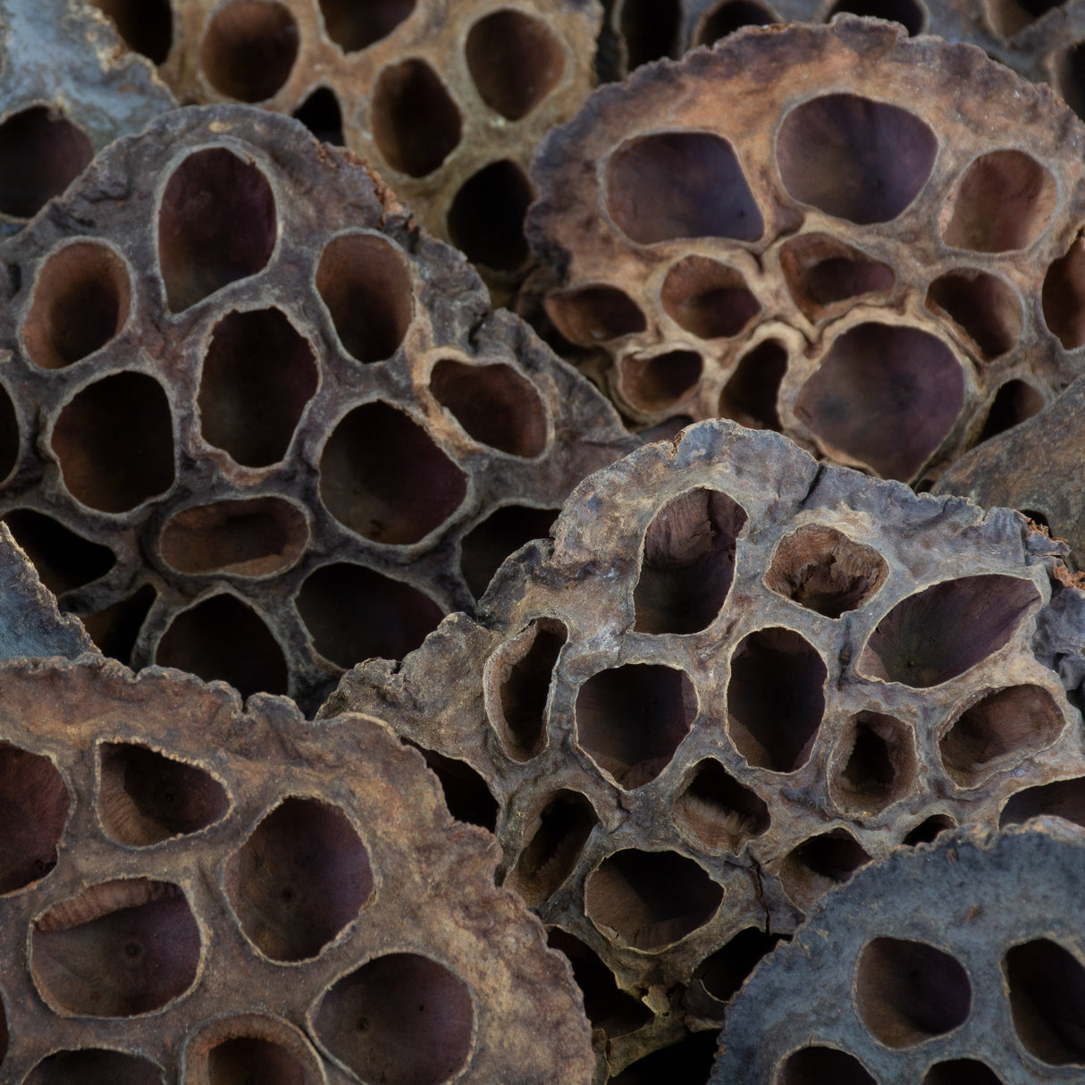 This image shows lotus seed heads on a white background