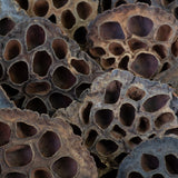 This image shows lotus seed heads on a white background