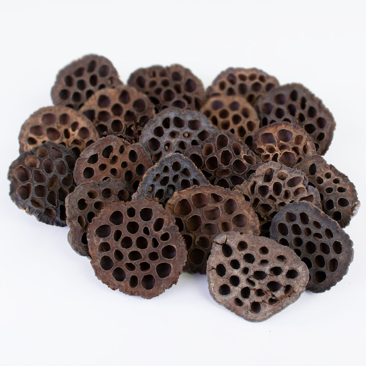This image shows lotus seed heads on a white background