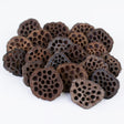 This image shows lotus seed heads on a white background