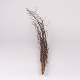 Birch, Natural & Dried, 3pc Bunch, 115cm