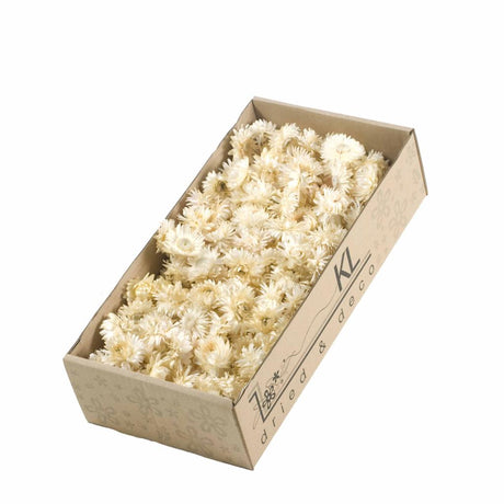 Helichrysum Heads, Dried, Natural White, per 100g
