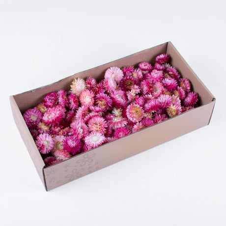 Helichrysum Heads, Dried, Natural Pink, per 100g