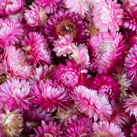 This images shows a box of pink helichrysum flower heads inside a rectangular cardboard box, laid on a white background.