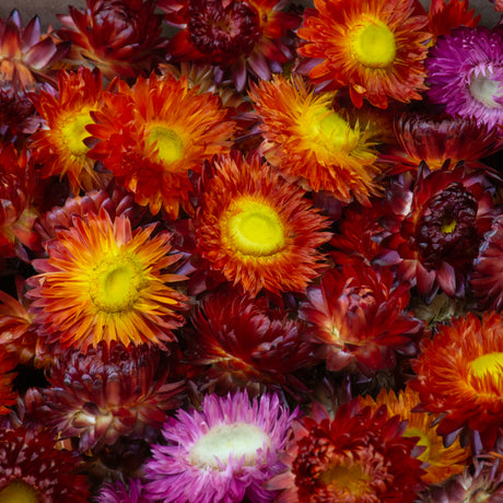 Helichrysum Heads, Natural Red, per 100g
