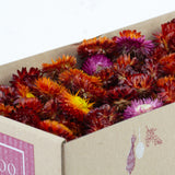 Helichrysum Heads, Natural Red, per 100g