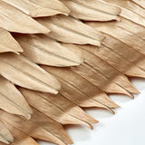 Licuala Grandis Fan Palm, Dried, Bunch x 5, 60-90cm