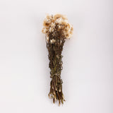 Helichrysum, Dried, Natural Cream, 45cm Bunch