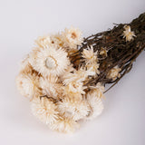 Helichrysum, Dried, Natural Cream, 45cm Bunch