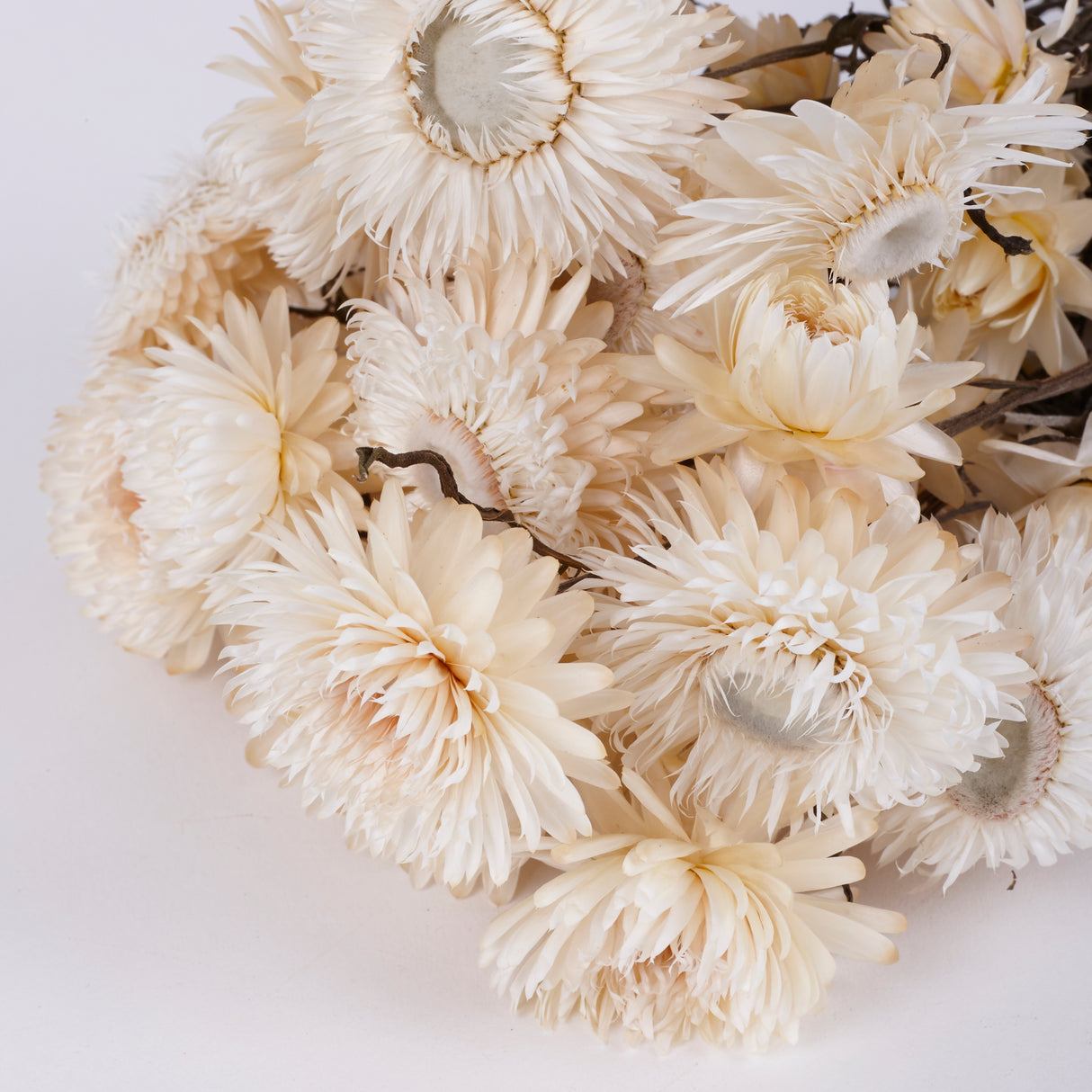 Helichrysum, Dried, Natural Cream, 45cm Bunch