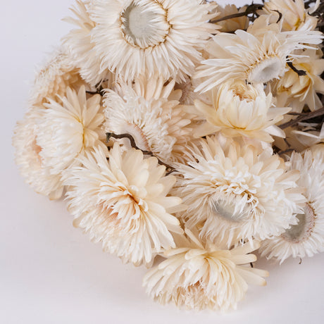 Helichrysum, Dried, Natural Cream, 45cm Bunch