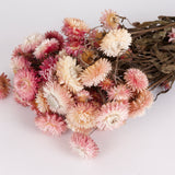 Helichrysum, Dried, Natural Pink, 45cm Bunch