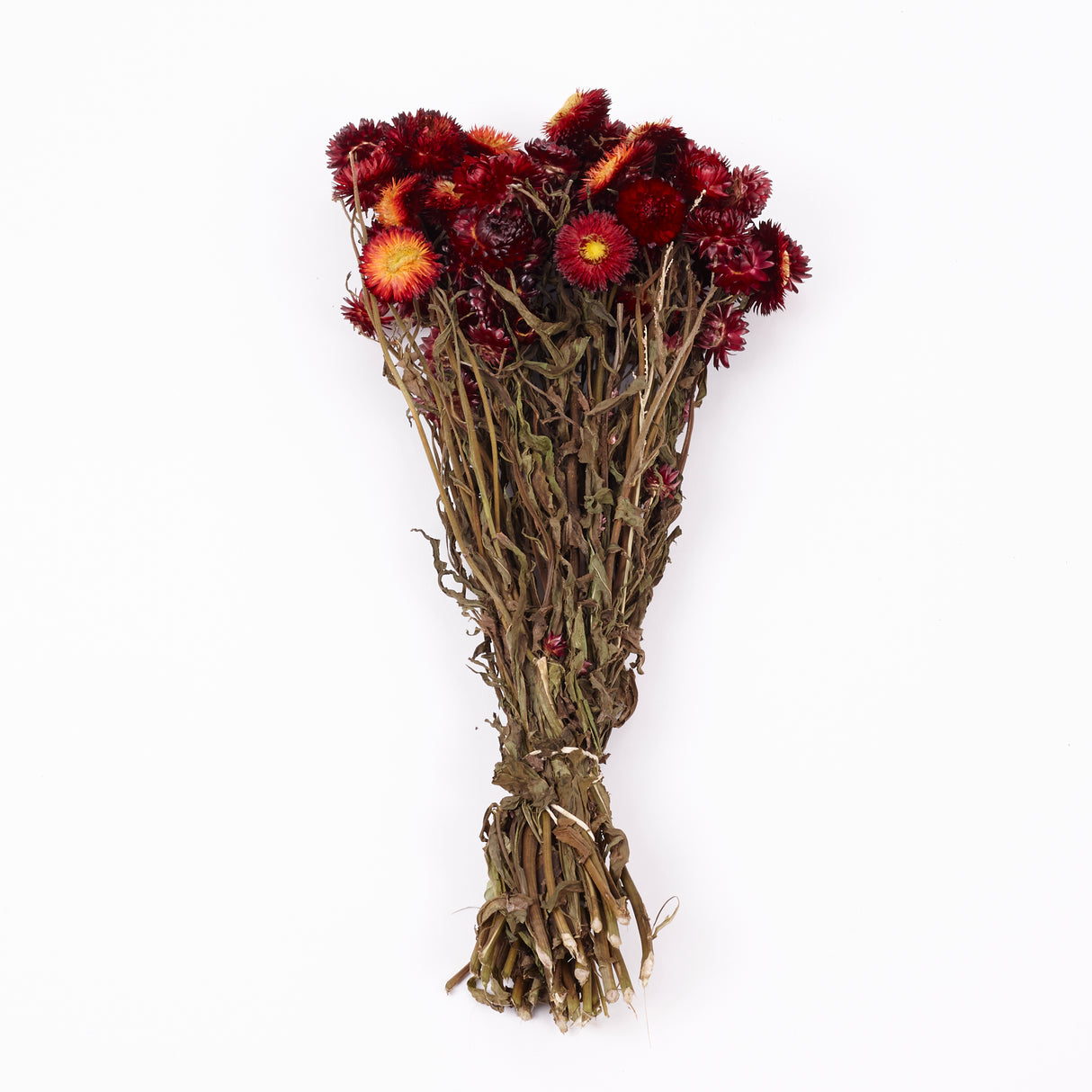 Helichrysum, Dried, Natural Red, 45cm Bunch