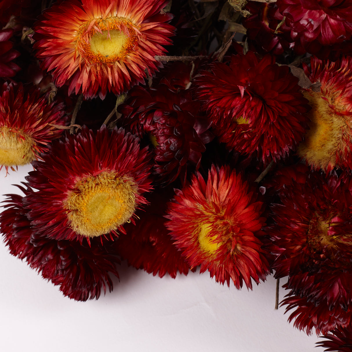 Helichrysum, Dried, Natural Red, 45cm Bunch