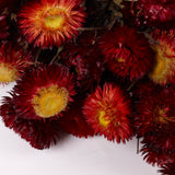 Helichrysum, Dried, Natural Red, 45cm Bunch
