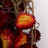 Helichrysum, Dried, Natural Red, 45cm Bunch