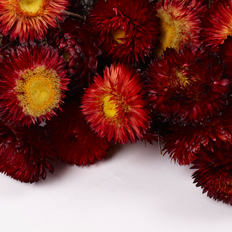 Helichrysum, Dried, Natural Red, 45cm Bunch