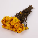 Helichrysum, Dried, Natural Yellow, 45cm Bunch