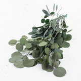 Eucalyptus Populus, Preserved, Green, 65cm
