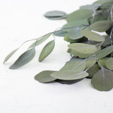 Eucalyptus Populus, Preserved, Green, 65cm