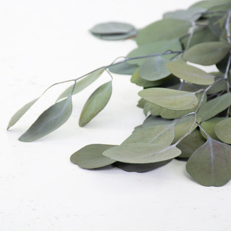 Eucalyptus Populus, Preserved, Green, 65cm