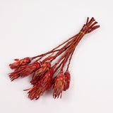 Protea Compacta, Red, Bunch of 10