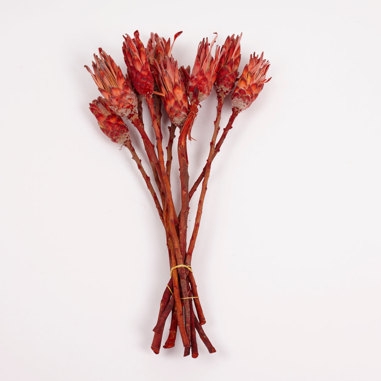 Protea Compacta, Red, Bunch of 10