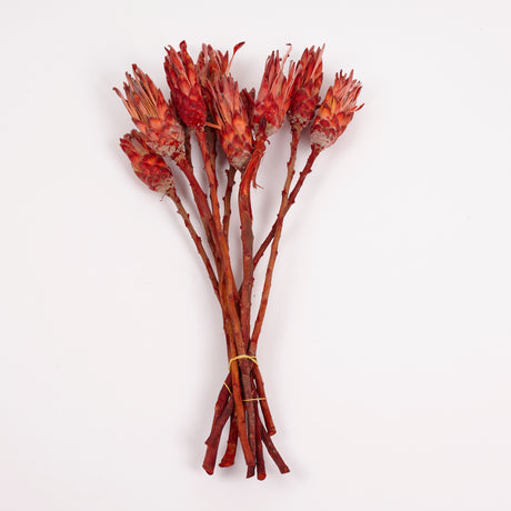 Protea Compacta, Red, Bunch of 10