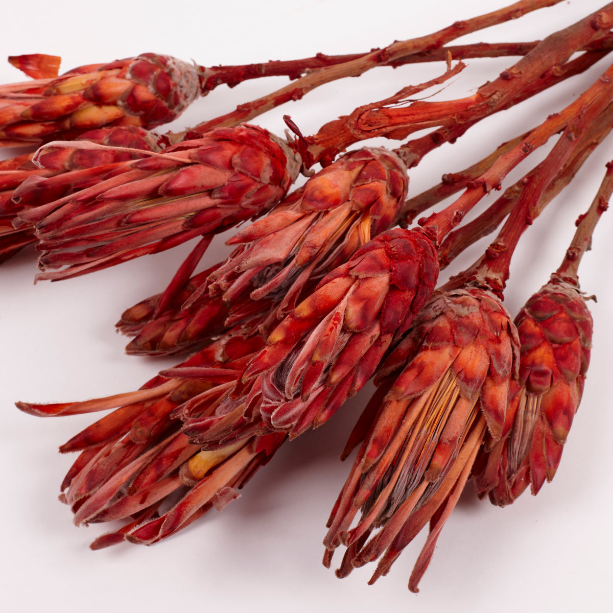 Protea Compacta, Red, Bunch of 10