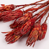 Protea Compacta, Red, Bunch of 10