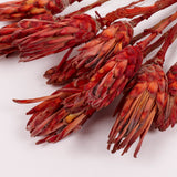 Protea Compacta, Red, Bunch of 10