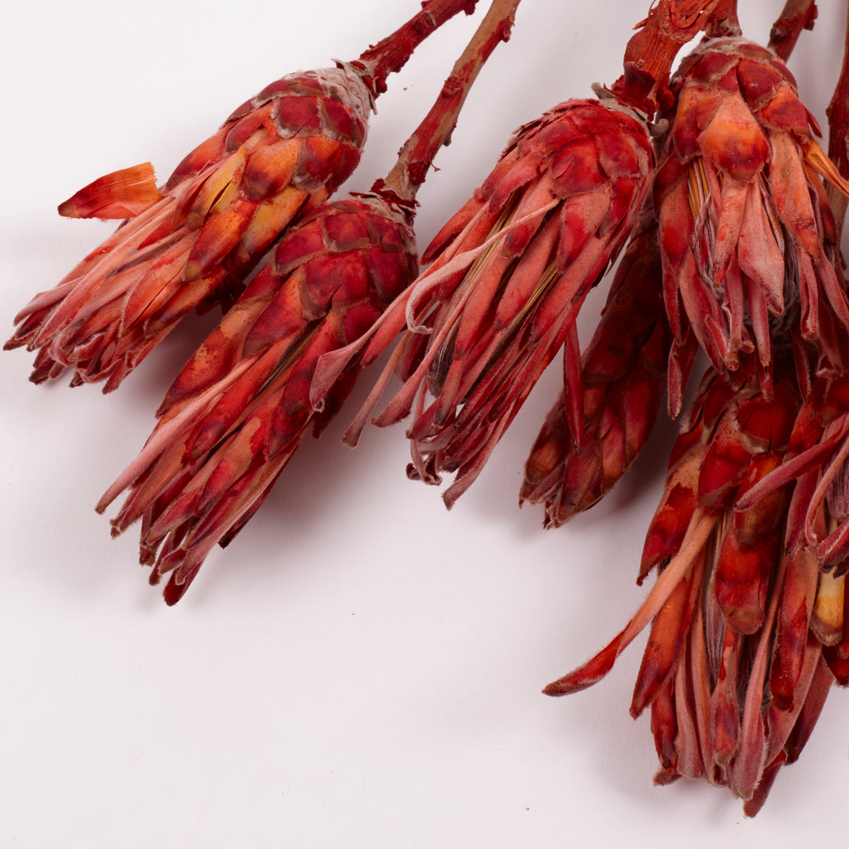 Protea Compacta, Red, Bunch of 10